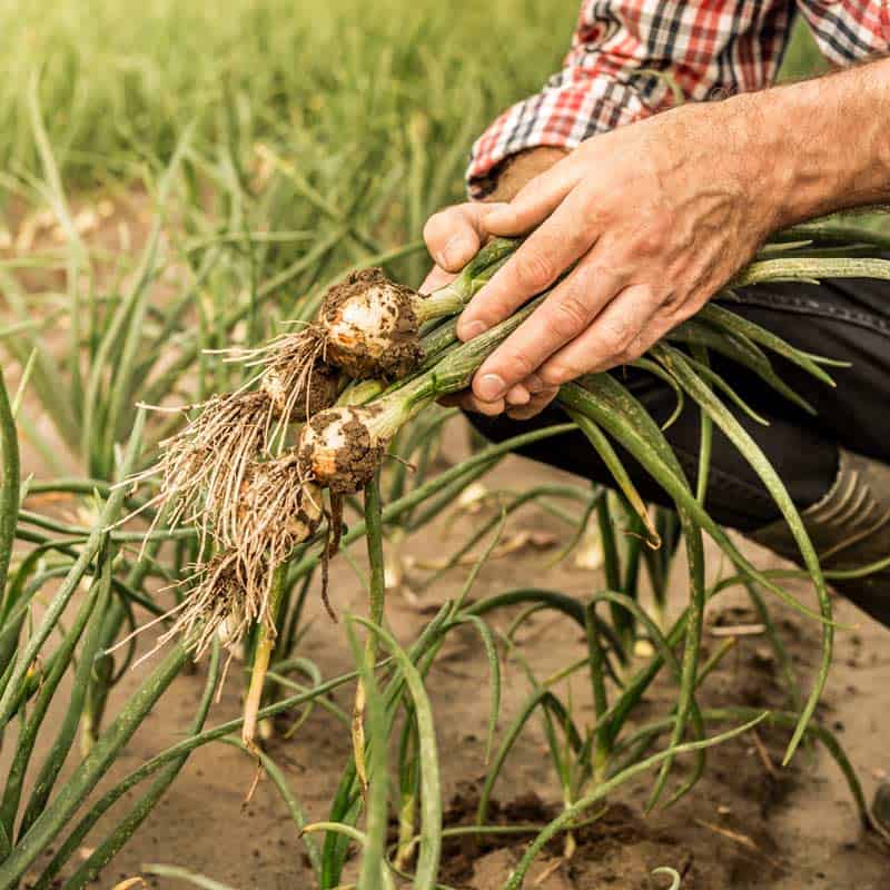 Bunch of young onions in farmers' hands